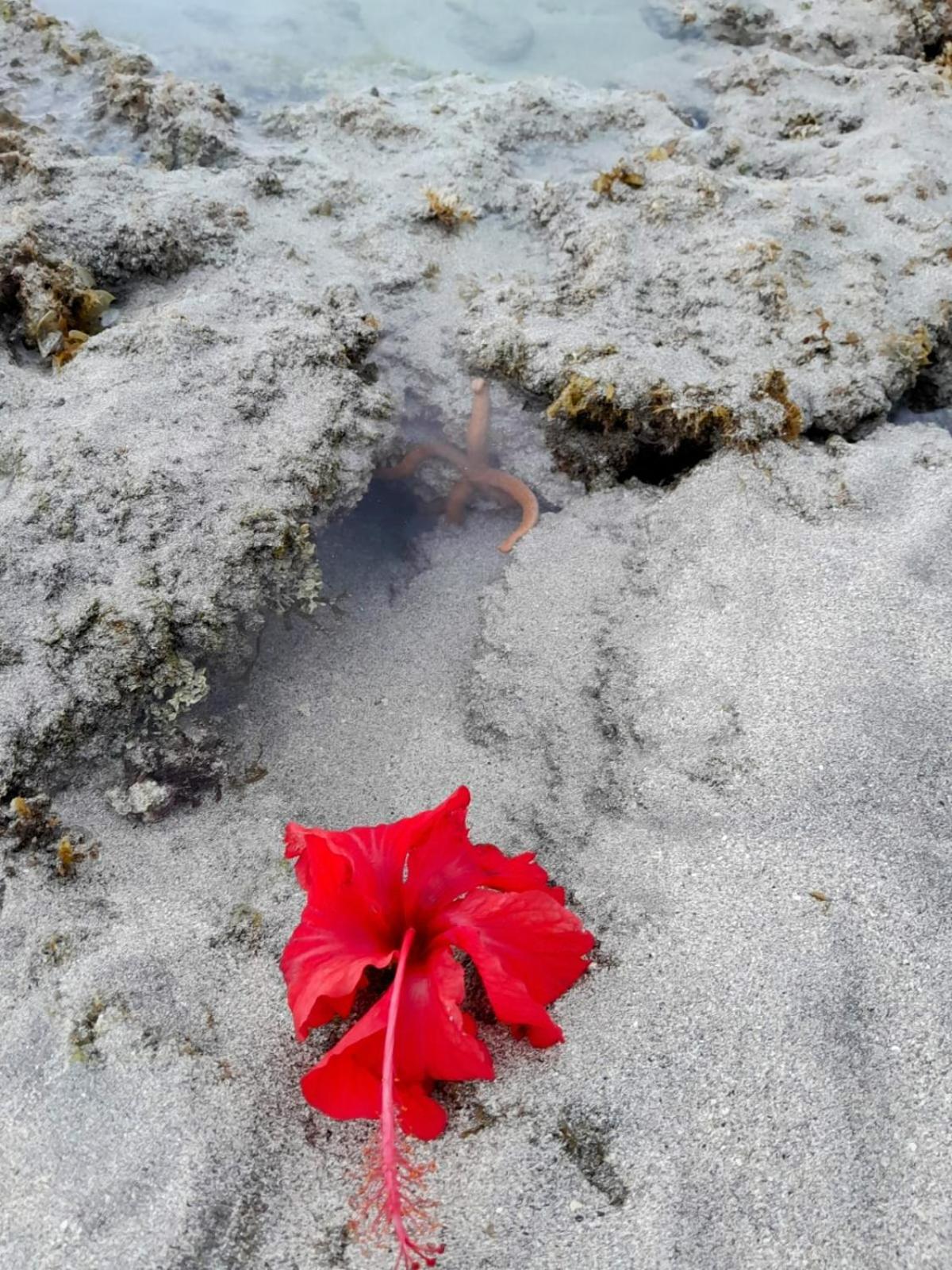 Pousada Flor Da Barra Maragogi Eksteriør billede